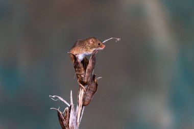 Kuru bitki de Avrasya hasat faresi (Micromys minutus) - seçici odak ile yakın çekim
