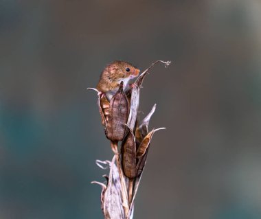 Kuru bitki de Avrasya hasat faresi (Micromys minutus) - seçici odak ile yakın çekim