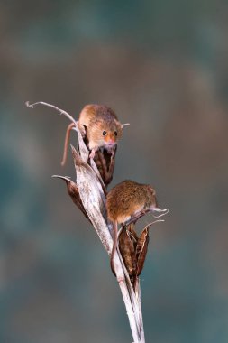 Kuru bitki de Avrasya hasat fareleri (Micromys minutus) - seçici odak ile closeup