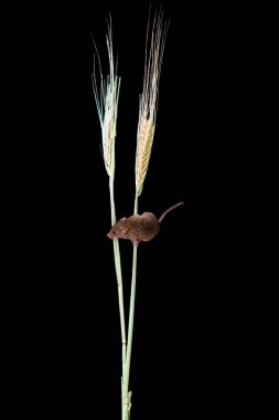 Kuru buğday saman üzerinde Avrasya hasat faresi (Micromys minutus) - seçici odak ile closeup. Siyah arka plan