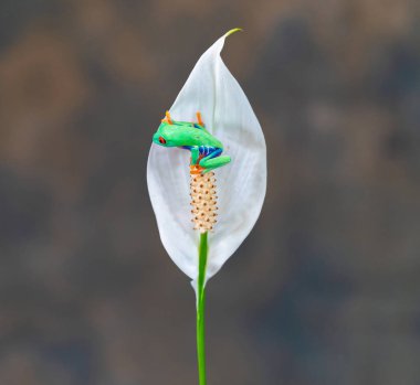 Kırmızı gözlü ağaç kurbağası (Agalychnis callidryas) bir çiçek üzerinde oturan - seçici odak ile closeup