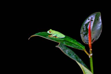 Kırmızı gözlü ağaç kurbağası (Agalychnis callidryas) bir yaprak üzerinde oturan - seçici odak ile closeup. Siyah arka plan