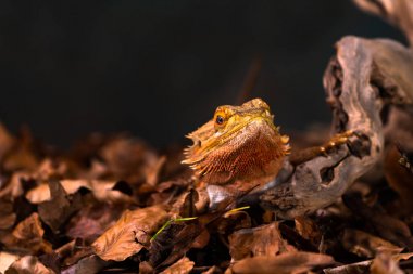 Sakallı ejderha (Pogona) ahşap dal üzerinde - seçici odak, Siyah arka plan ile closeup