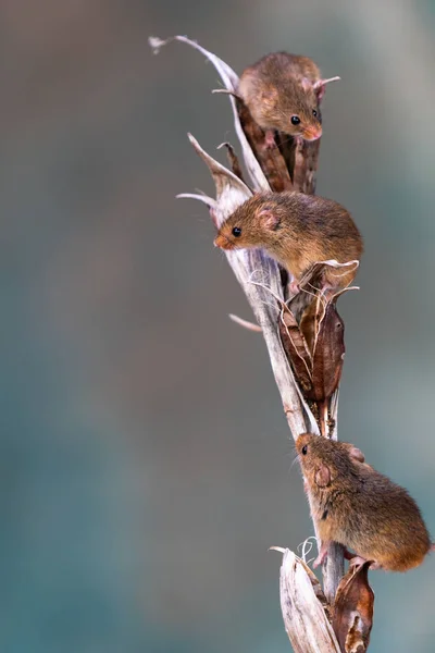 Eurázsiai Betakarítás Egerek Micromys Minutus Száraz Növény Vértes Szelektív Fókusz — Stock Fotó