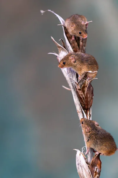 Souris Des Récoltes Eurasiennes Micromys Minutus Sur Des Plantes Sèches — Photo