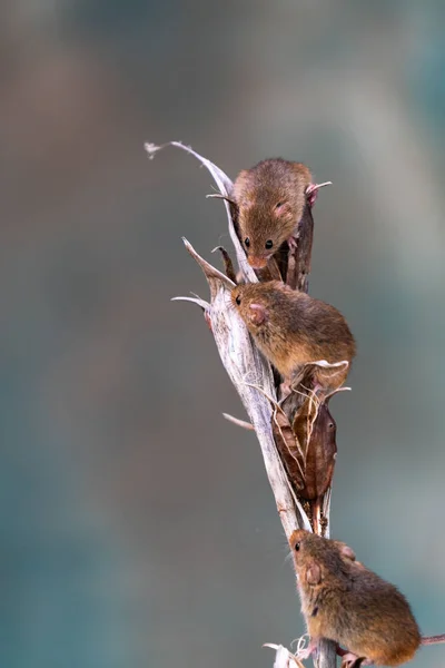 Souris Des Récoltes Eurasiennes Micromys Minutus Sur Des Plantes Sèches — Photo