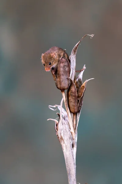 Souris Moissonneuse Eurasienne Micromys Minutus Sur Plante Sèche Gros Plan — Photo