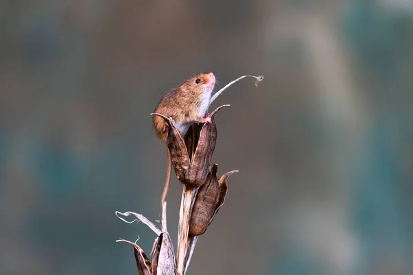 Eurasijská Sklítka Micromys Minutus Suché Rostlinně Zaostřená Selektivní Fokusem — Stock fotografie