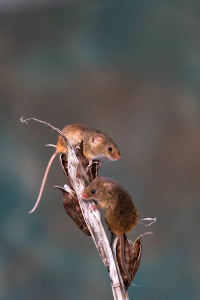 Myší Eurasijské Sklízáky Micromys Minutus Selektivním Zaměřením Suché Rostliny — Stock fotografie