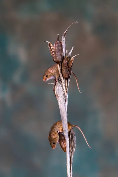 Myší Eurasijské Sklízáky Micromys Minutus Selektivním Zaměřením Suché Rostliny — Stock fotografie