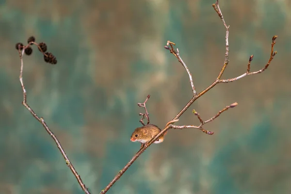 Eurasian Harvest Mouse Micromys Minutus Dry Plant Closeup Selective Focus — Stock Photo, Image