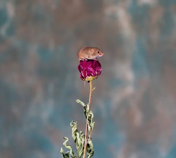 Eurasian harvest mouse (Micromys minutus) on dry plant - closeup with selective focus