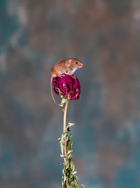 Souris Moissonneuse Eurasienne Micromys Minutus Sur Plante Sèche Gros Plan — Photo