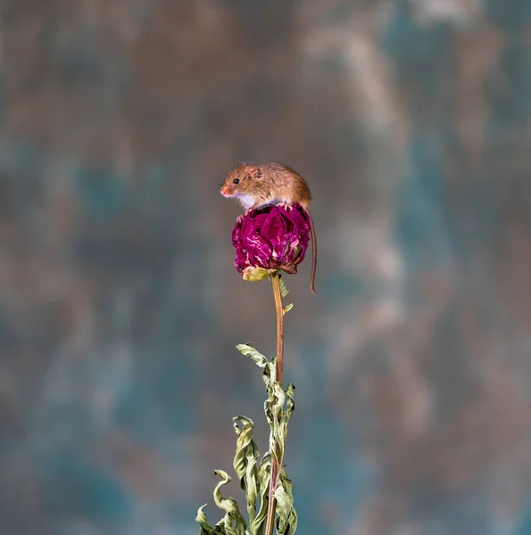 乾燥植物上のユーラシア収穫マウス マイクロミーズミヌタス 選択的焦点を使用したクローズアップ — ストック写真