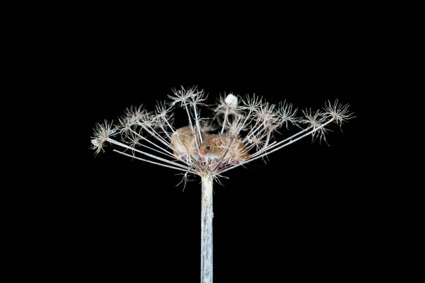 Eurasian harvest mouse (Micromys minutus) on dry plant - closeup with selective focus. Black background