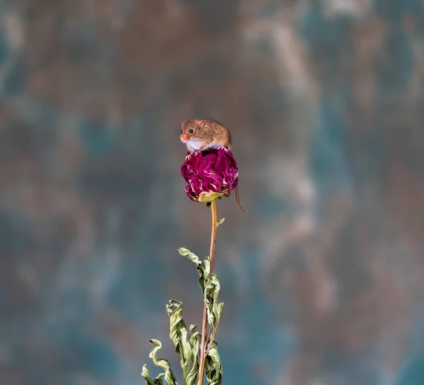 Ratón Cosecha Eurasiático Micromys Minutus Planta Seca Primer Plano Con —  Fotos de Stock