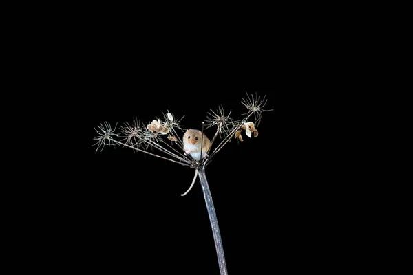 Ευρασιατικό Ποντίκι Συγκομιδής Μικρομίς Λεπτού Ξηρό Φυτό Κοντινό Πλάνο Επιλεκτική — Φωτογραφία Αρχείου