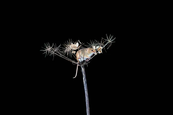 Eurasian Harvest Mouse Micromys Minutus Dry Plant Closeup Selective Focus — Stock Photo, Image