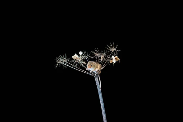 欧亚收获小鼠 微米小毛 在干燥植物 特写与选择性的焦点 — 图库照片