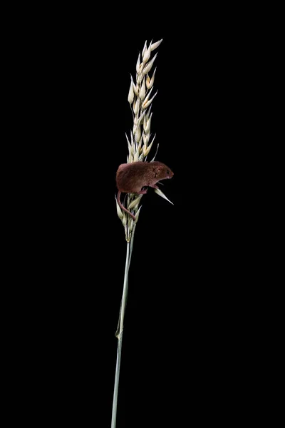 欧亚收获小鼠 微米小毛 在干燕麦稻草 特写与选择性的焦点 黑色背景 — 图库照片