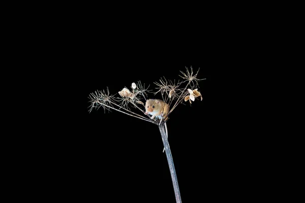 欧亚收获小鼠 微米小毛 在干燥植物 特写与选择性的焦点 — 图库照片