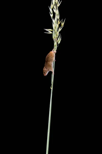 Eurasian Harvest Mouse Micromys Minutus Dry Oats Straw Closeup Selective — Stock Photo, Image