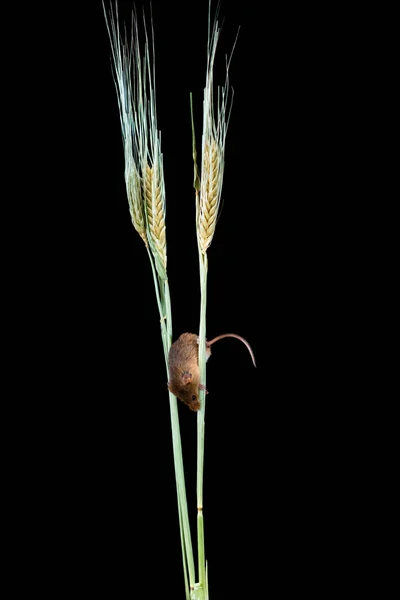 Eurasian Harvest Mouse Micromys Minutus Dry Wheat Straw Closeup Selective — Stock Photo, Image