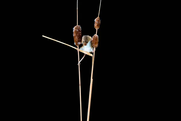 Eurasian Harvest Mouse Micromys Minutus Dry Plant Closeup Selective Focus — Stock Photo, Image