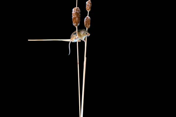 Eurasian Harvest Mouse Micromys Minutus Dry Plant Closeup Selective Focus — Stock Photo, Image