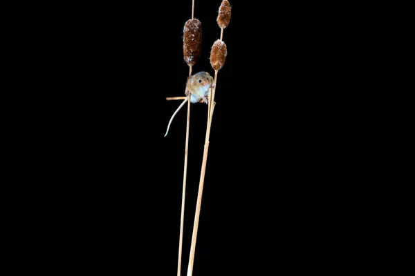 Eurasian Harvest Mouse Micromys Minutus Dry Plant Closeup Selective Focus — Stock Photo, Image