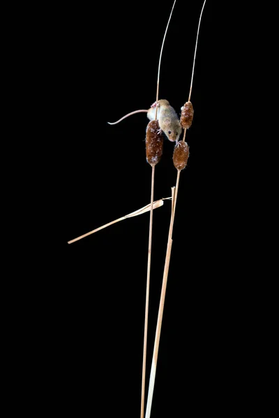 Eurasian Harvest Mouse Micromys Minutus Dry Plant Closeup Selective Focus — Stock Photo, Image