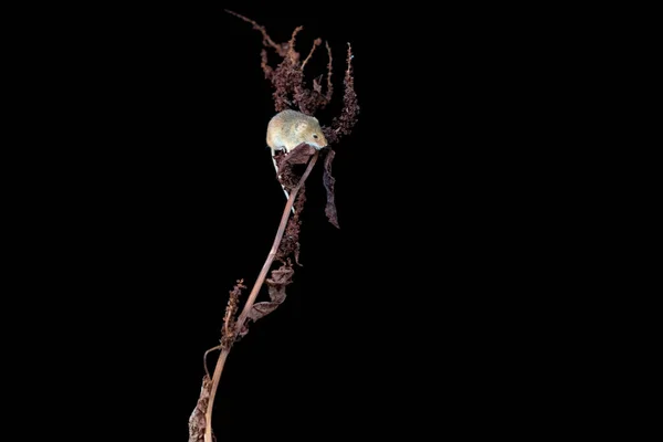 식물에 유라시아 마우스 Micromys Minutus 선택적 클로즈업 — 스톡 사진