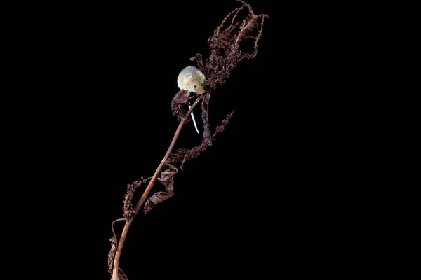 Eurasian Harvest Mouse Micromys Minutus Dry Plant Closeup Selective Focus — Stock Photo, Image