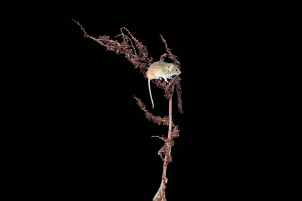 Eurasian Harvest Mouse Micromys Minutus Dry Plant Closeup Selective Focus — Stock Photo, Image