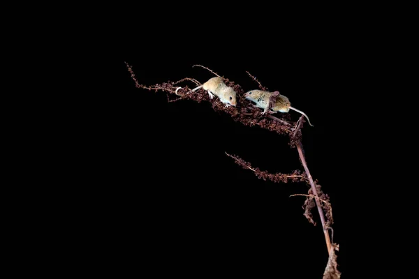 Eurasian harvest mice (Micromys minutus) on dry plant - closeup with selective focus