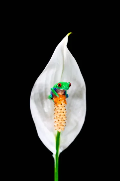 Red Eyed Tree Frog Agalychnis Callidryas Sitting Flower Closeup Selective — Stock Photo, Image