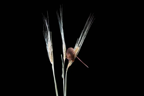 Eurasian Harvest Mouse Micromys Minutus Dry Wheat Straw Closeup Selective — Stock Photo, Image