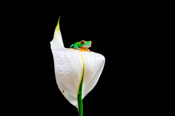 花の上に座っている赤い目の木のカエル アガリヒニスカリドリア 選択的な焦点を持つクローズアップ — ストック写真