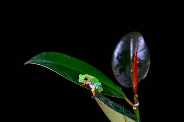 Kırmızı Gözlü Ağaç Kurbağası Agalychnis Callidryas Bir Yaprak Üzerinde Oturan — Stok fotoğraf