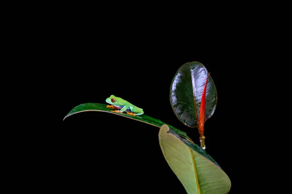 Žába Červenooká Agalychnis Kallidryas Která Sedí Listovém Plášti Výběrovým Zaměřením — Stock fotografie