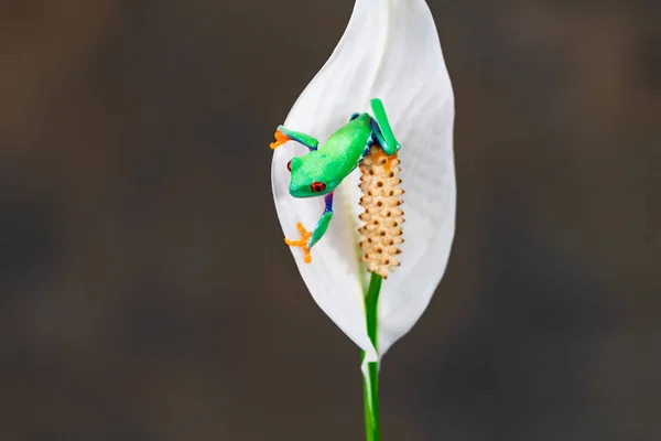 개구리 Agalychnis 칼리드리아스 선택적 초점클로즈업 — 스톡 사진