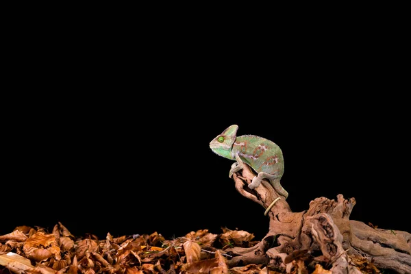 Caméléon Yémen Caméléon Voilé Chamaeleo Calyptratus Sur Branche Bois Gros — Photo