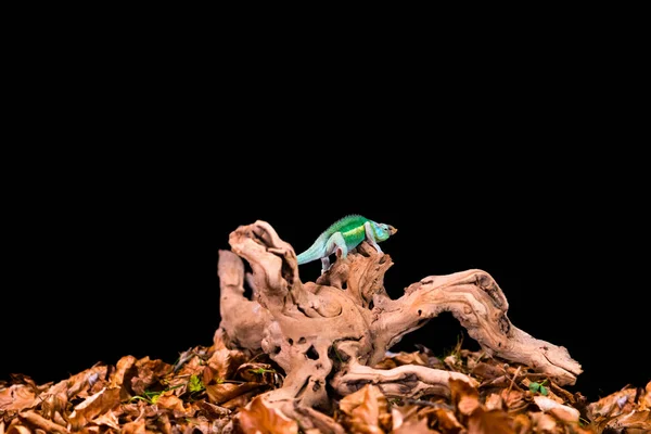 木製の枝にサイのカメレオン フルシファーサイ 選択的な焦点を持つクローズアップ ブラック バックグーンド — ストック写真