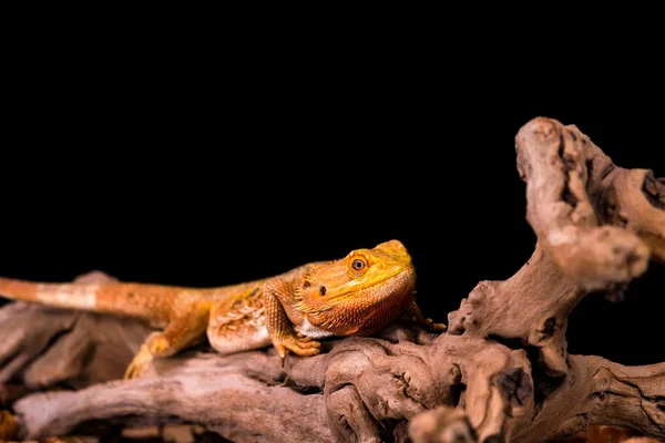 Dragón Barbudo Pogona Rama Madera Primer Plano Con Enfoque Selectivo — Foto de Stock