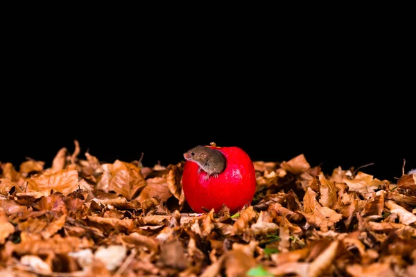 Eurasijská Sklizeň Micromys Minutus Která Sedí Červeném Jablíčku Selektivní Fokusem — Stock fotografie
