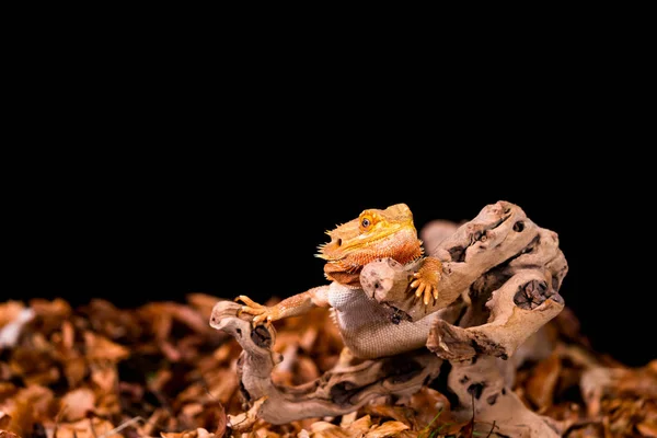 Vousatý Drak Pogona Dřevěné Větvičkami Selektivní Fokusem Černé Pozadí — Stock fotografie