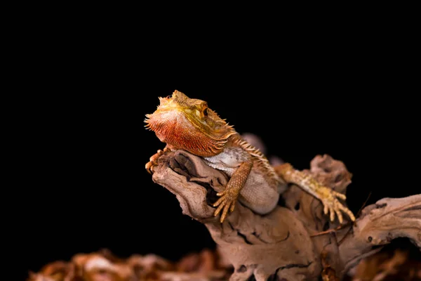 Bearded Dragon Pogona Wooden Branch Closeup Selective Focus Black Background — Stock Photo, Image