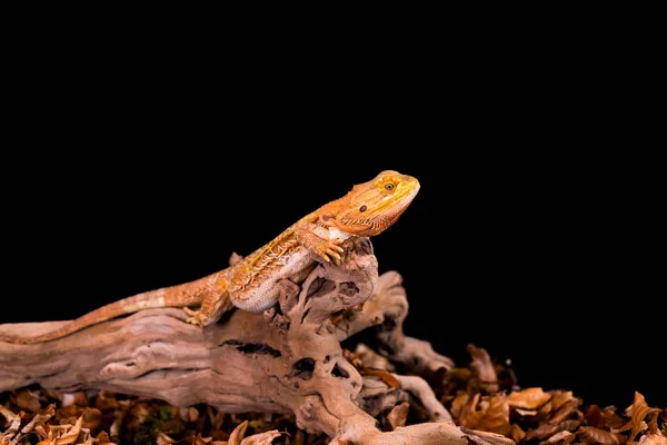 Brodaty Smok Pogona Drewnianej Gałęzi Zbliżenie Selektywnej Ostrości Czarne Tło — Zdjęcie stockowe