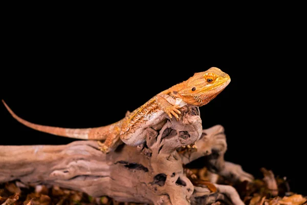 Dragón Barbudo Pogona Rama Madera Primer Plano Con Enfoque Selectivo — Foto de Stock