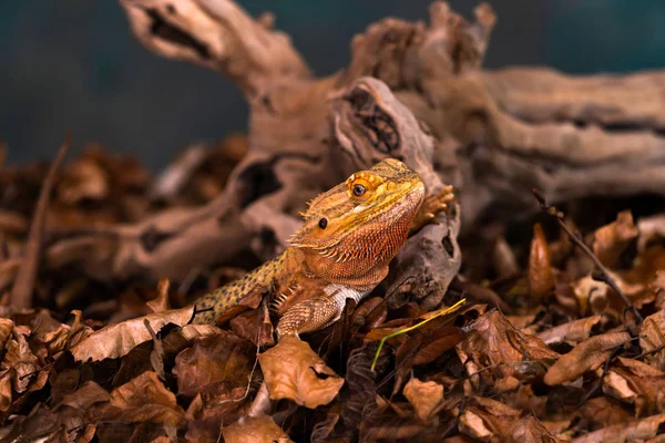 Dragon Barbu Pogona Gros Plan Avec Foyer Sélectif — Photo